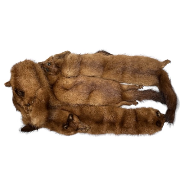 Vtg Frost Bros 4 Pelts Full Body Fur Taxidermy Collar Wrap Scarf Stole Shawl - Picture 2 of 9